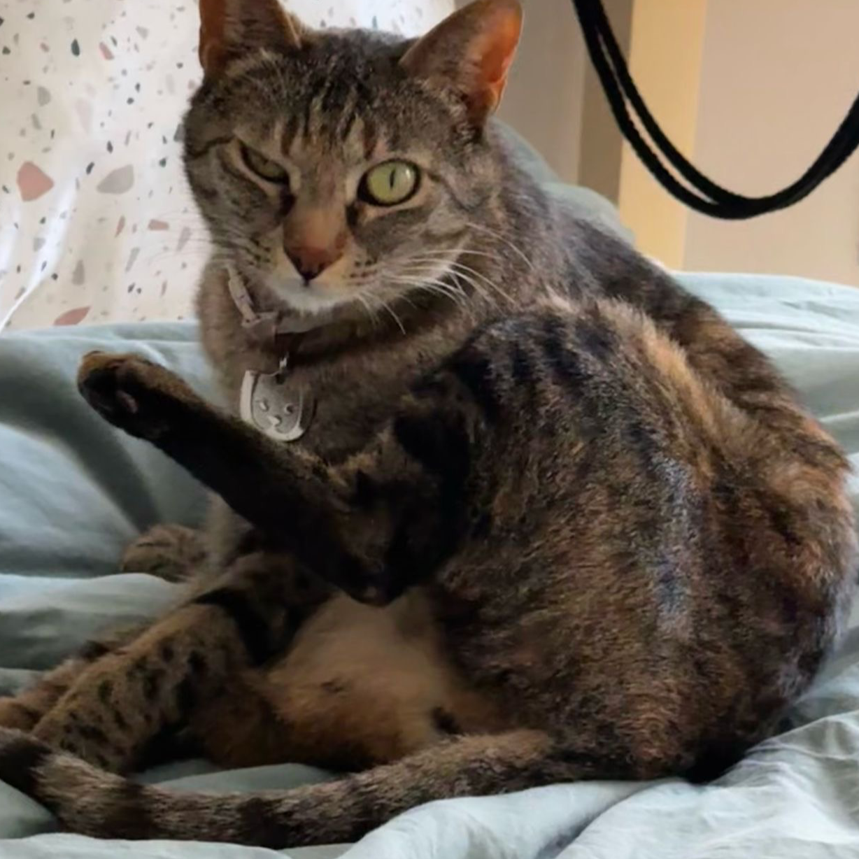 Tania (0xtania.eth) Ethereum Name Service (ENS and .eth domain) PFP